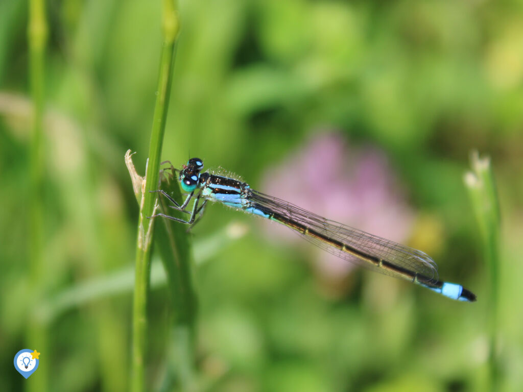 Een prachtige libelle bij de camperplaats