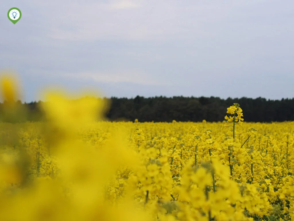 Mooie bloemen aan de overkant van de weg van camperplaats Berger