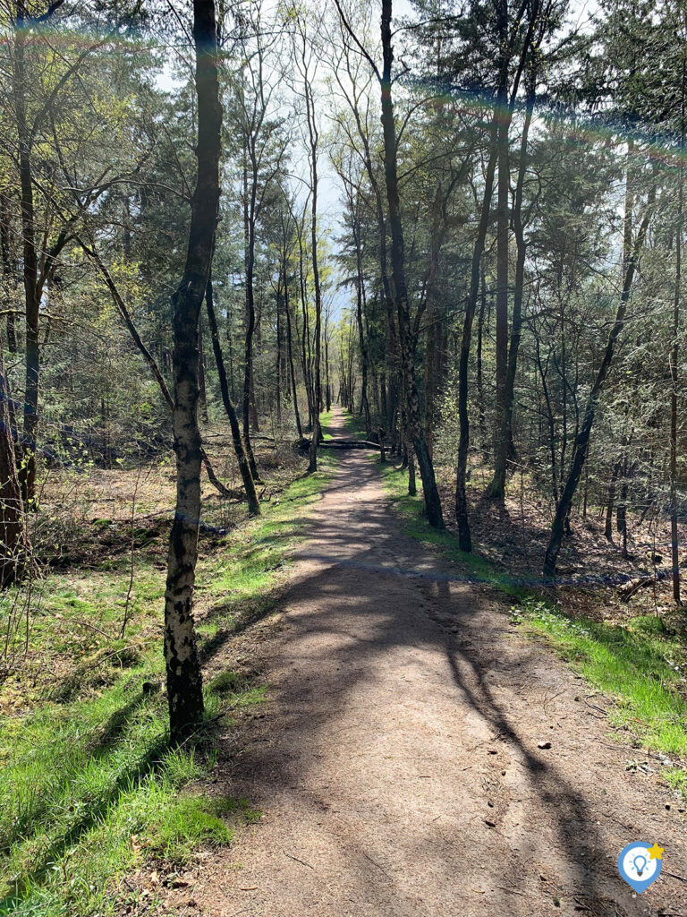 Heerlijk genieten in het bos op de Veluwe