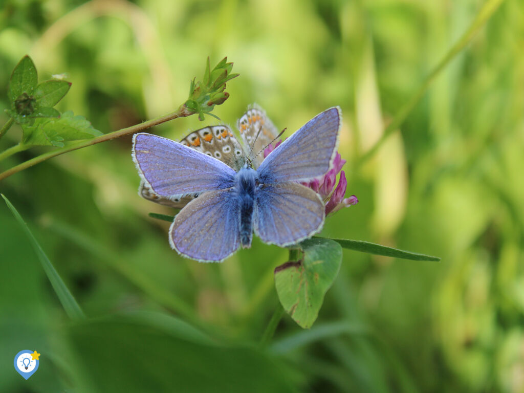 Prachtige vlinder bij de camperplek